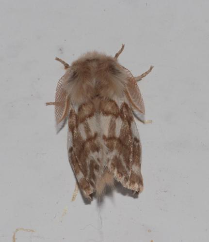 Réf. 293 139 : Thaumetopoea herculeana